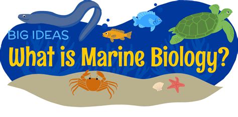 marine biologist clipart 10 free Cliparts | Download images on Clipground 2024