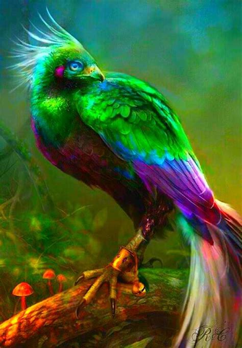 Bird of Paradise | Beautiful birds, Pet birds, Birds of paradise