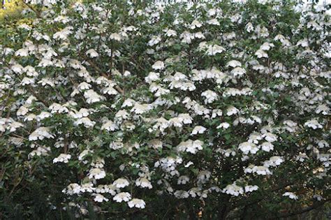 Viburnum macrocephalum var. keteleeri – Garden Treasures Nursery