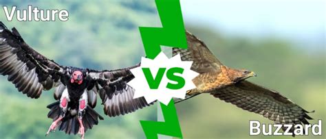 Vulture vs Buzzard: What’s the Difference? - IMP WORLD