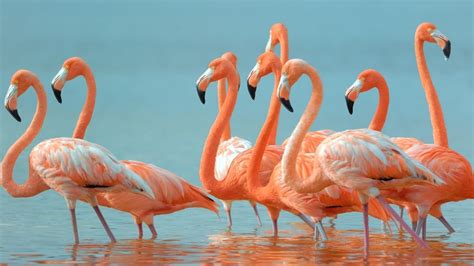 Where To See Flamingos In Florida - Complete Guide - Traveller's Elixir