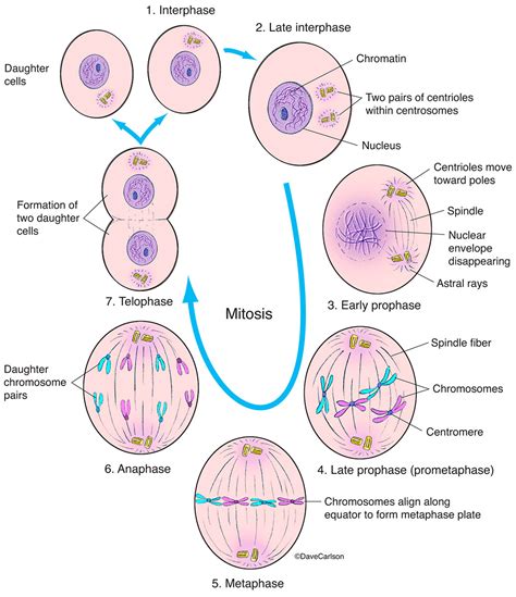 Mitosis Interphase Diagram