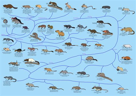 A Guide to Rodent Phylogeny by Albertonykus on DeviantArt