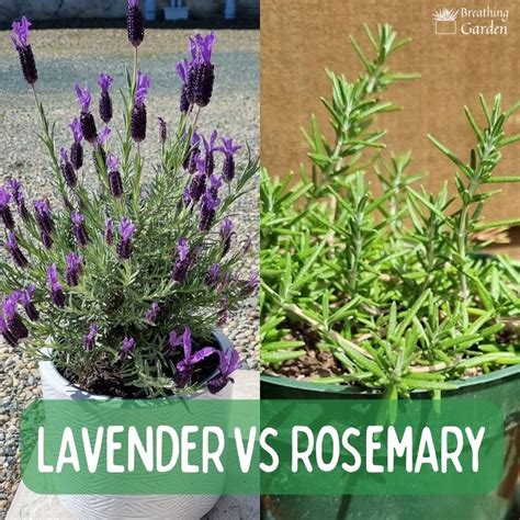 Best Companion Plants For Rosemary - tasharocket