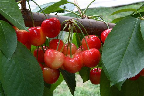 Cherry Tree (Rainier) | Restoring Eden