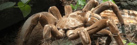 Goliath bird-eating spider | San Diego Zoo Wildlife Explorers