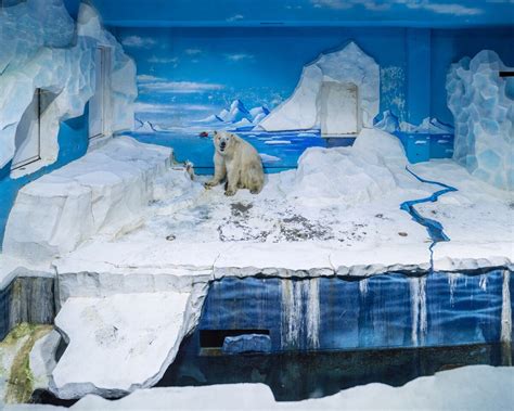 Pictures Show the Strange Lives of Captive Polar Bears