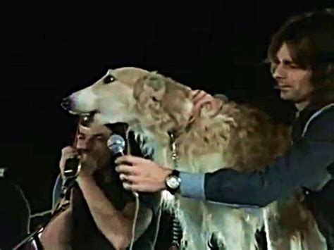 Pink Floyd – Seamus The Dog | Pink floyd dogs, Pink floyd live, Pink floyd