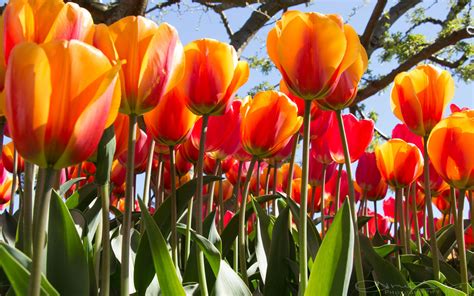 Download wallpaper: Tulip festival from Skagit County, Washington 2880x1800