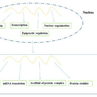 Function of long non-coding RNA (lncRNA). | Download Scientific Diagram