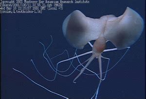 Giant Squid | Deep Sea News