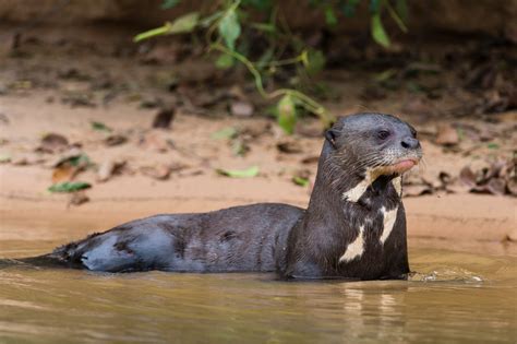 7 fascinating facts about giant otters - Discover Wildlife