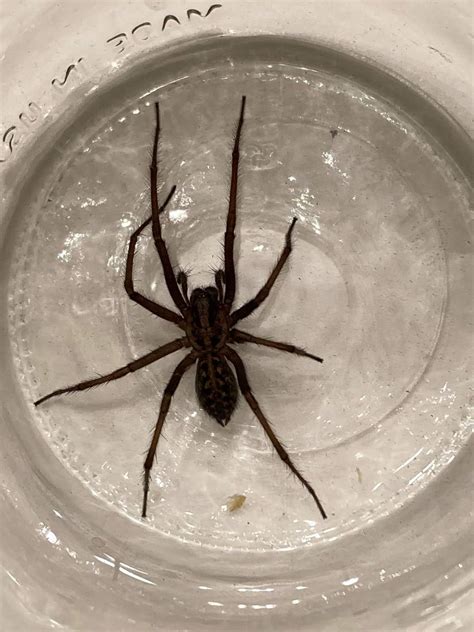 Bugging the Northwest: Giant (but harmless) house spiders are among us ...