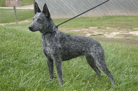 Musings of a Biologist and Dog Lover: Unusual Breed: Australian Stumpy Tail Cattle Dog