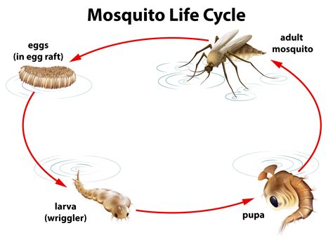 Mosquito Life Cycle Vector Art, Icons, and Graphics for Free Download