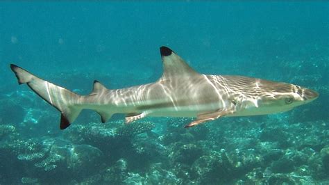 Blacktip reef shark - Wikipedia