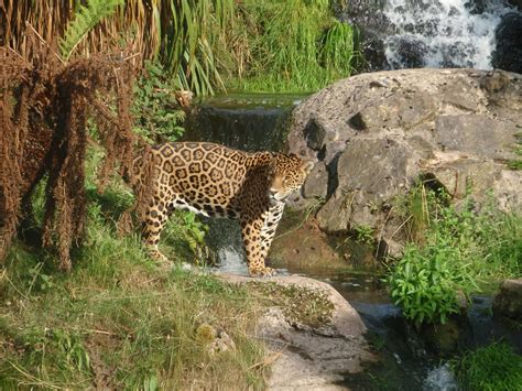 Jaguar ...Chester Zoo - ZooChat