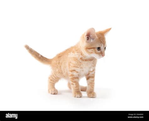 Cute baby yellow kitten isolated on white background Stock Photo - Alamy