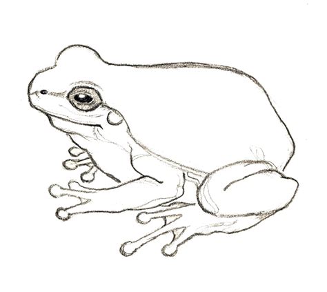 Frog Jumping Drawing at GetDrawings | Free download