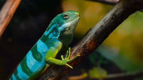 "Fiji Banded Iguana" Images – Browse 378 Stock Photos, Vectors, and Video | Adobe Stock