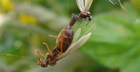 How To Get Rid Of Flying Ants In The Kitchen Uk | Besto Blog