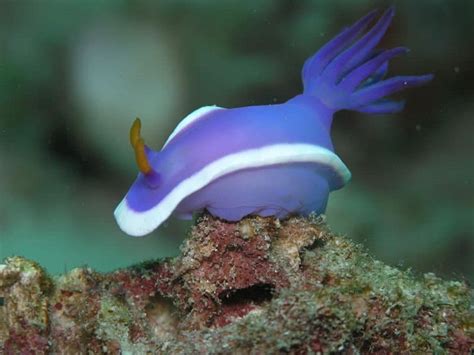 Picture 1 of 3 - Sea Slug (Holothuroidea) Pictures & Images - Animals - A-Z Animals