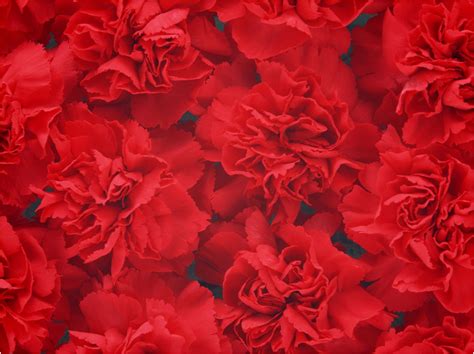 Red Carnation Wallpaper - WallpaperSafari