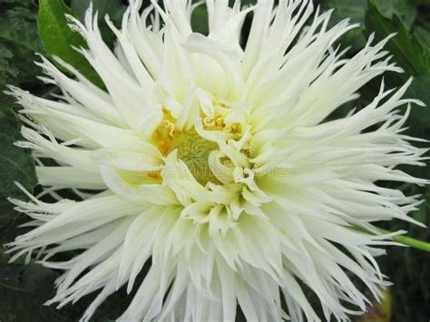 White Dahlia Flower in Garden Stock Image - Image of flower, green: 108729471