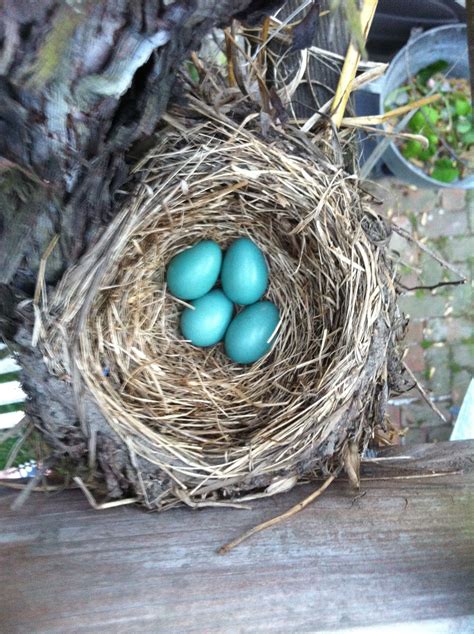 Pin by Em:) on Nature! | Robin bird eggs, Bird eggs, Blue eggs