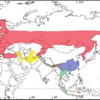 (PDF) Lutra Lutra (Carnivora: Mustelidae)