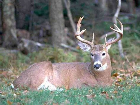 Big Whitetail Buck Wallpaper - WallpaperSafari