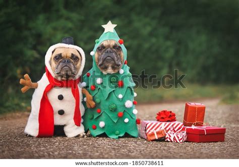 Dogs Christmas Costumes Two French Bulldogs Stock Photo (Edit Now) 1850738611