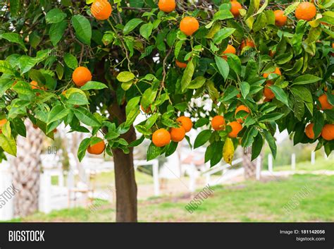 Fruit Orange Tree. Branch Orange Image & Photo | Bigstock