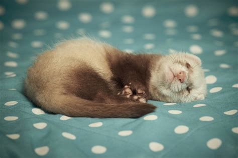 Ferret as a Pet: Cons & Pros | Pet Comments