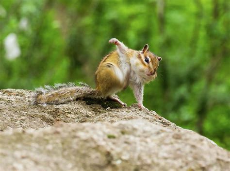 Funny chipmunk Photograph by Igor Sokalski | Fine Art America