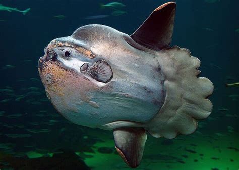 30 Cool & Weird Ocean Animals Around the World