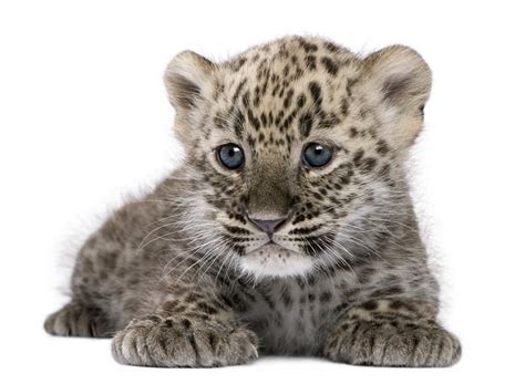 Baby Leopard - Animal Facts Encyclopedia