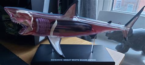 Great White shark anatomy model : r/marinebiology