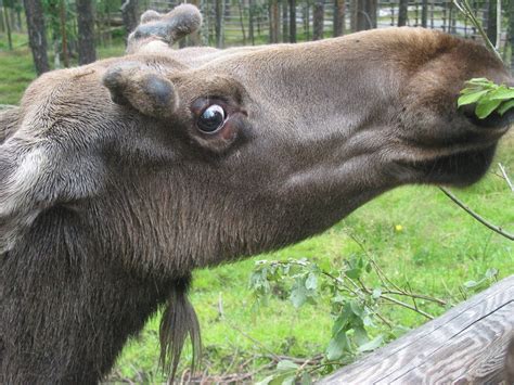 Moose in Norway Free Photo Download | FreeImages