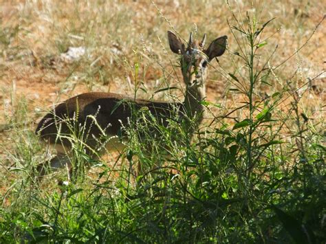 Antelope Horns | SIMILAR BUT DIFFERENT IN THE ANIMAL KINGDOM