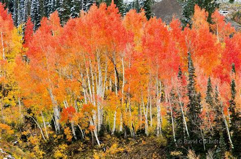 Autumn photography gallery featuring the fall photographs of Park City UT nature photographer ...