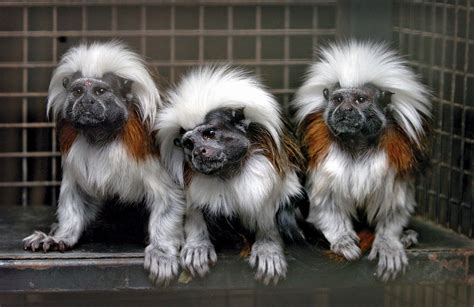 Marmoset | Description, Habitat, & Facts | Britannica