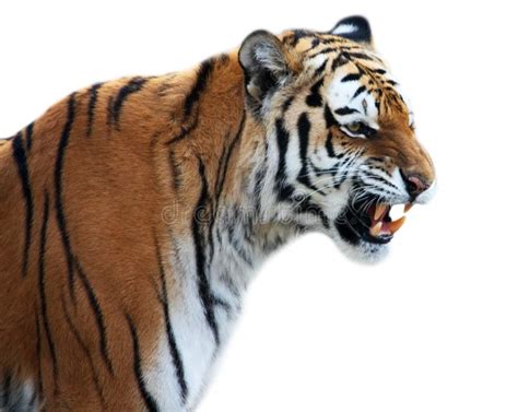 Tiger Roaring Stock Photo - Image: 12258760