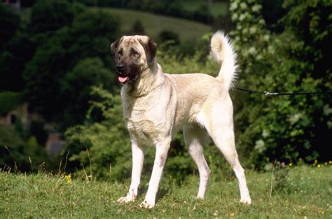 Anatolian Shepherd Dog Info, History, Temperament, Training, Puppy, Pictures