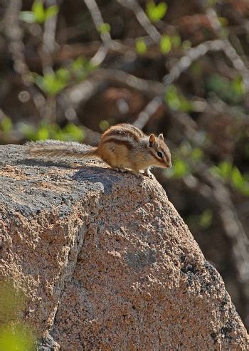 Siberian Chipmunk Stock Photo - Download Image Now - iStock