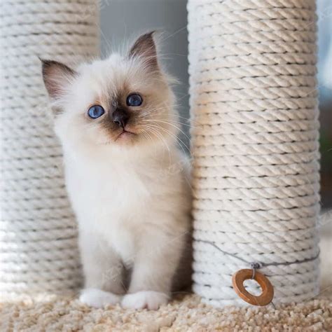 Bán Mèo Ragdoll Thuần Chủng - Bảo Hành 365 Ngày