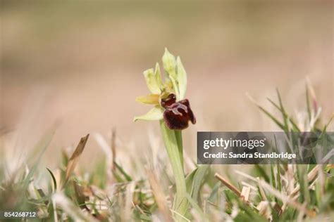 185 Spider Orchid Stock Photos, High-Res Pictures, and Images - Getty Images