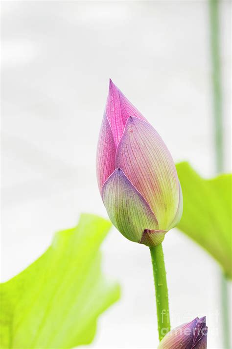 Lotus Flower Bud Photograph by Tim Gainey | Fine Art America