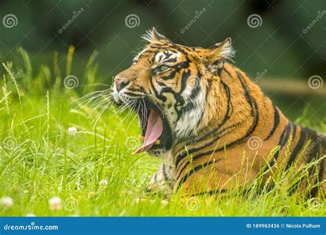 A Bengal Tiger Starting A Roar From The Long Grass Royalty-Free Stock Image | CartoonDealer.com ...