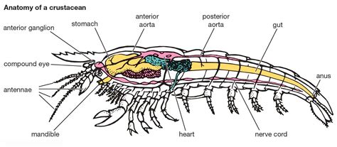 Anatomy Of A Lobster - Anatomical Charts & Posters